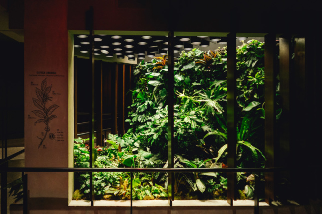 地窖里有一个种植蕨类植物和哥斯达黎加本土咖啡植物的玻璃容器，由总部位于巴尔的摩的furish提供。