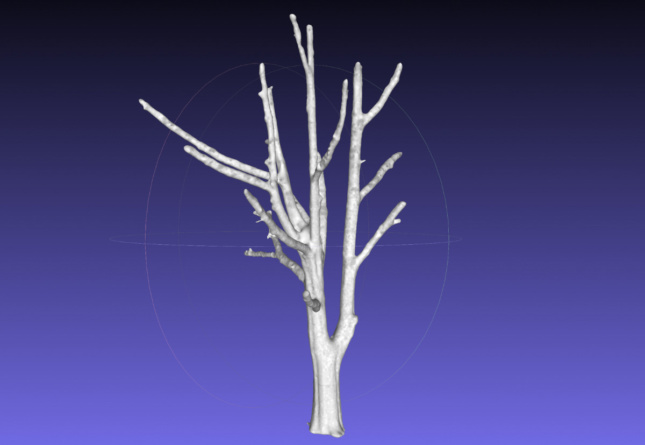 由WholeTrees创建的树的数字渲染