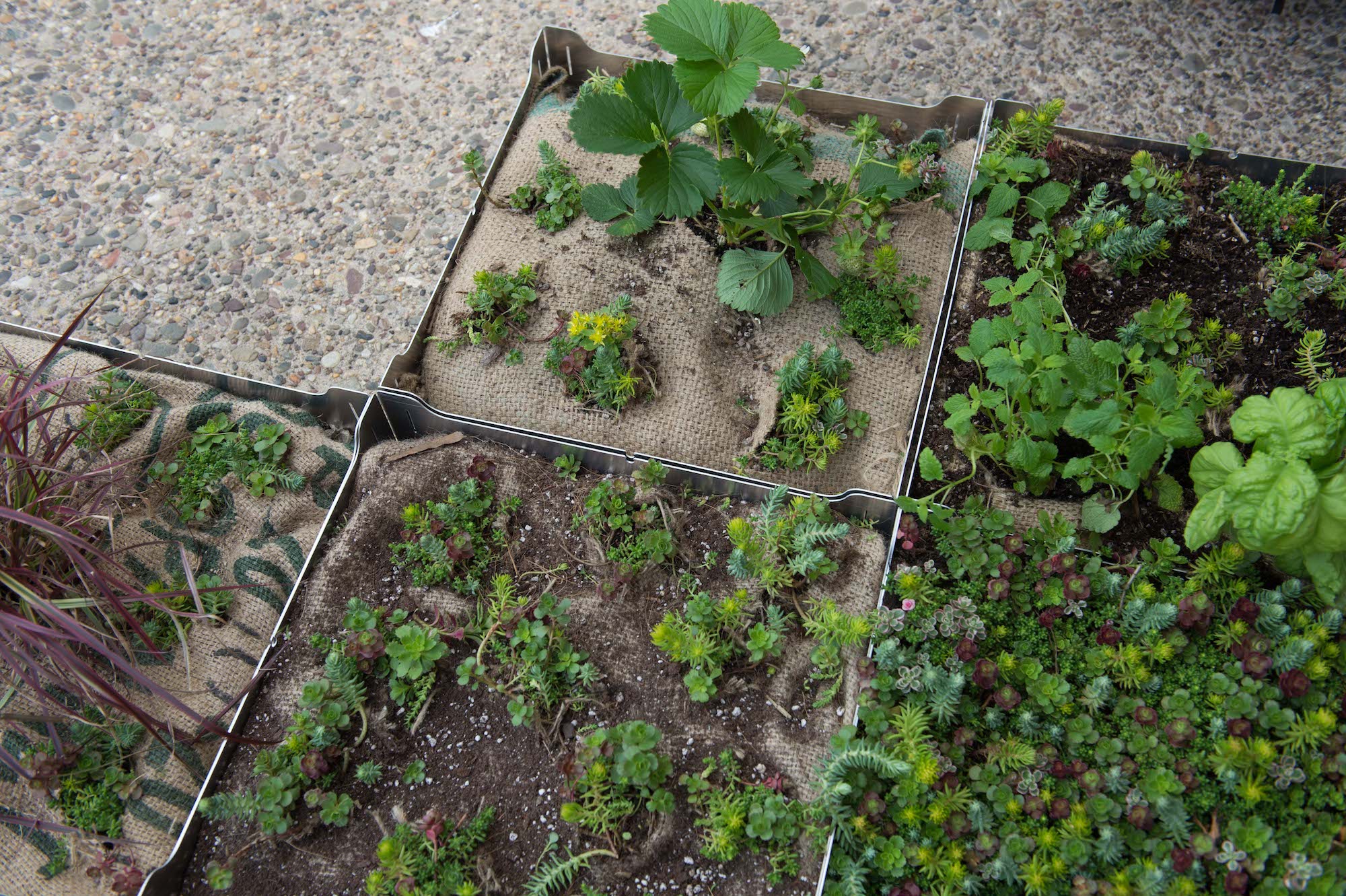 种植和屋顶花园转移费尔蒙特瓦种植