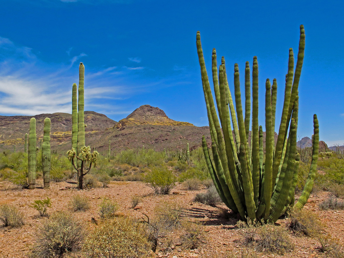 沙漠中的仙人掌，是濒临灭绝的风琴管仙人掌国家纪念碑的一部分