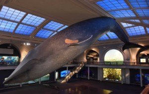 一只大蓝鲸的照片，鳍上缠着绷带