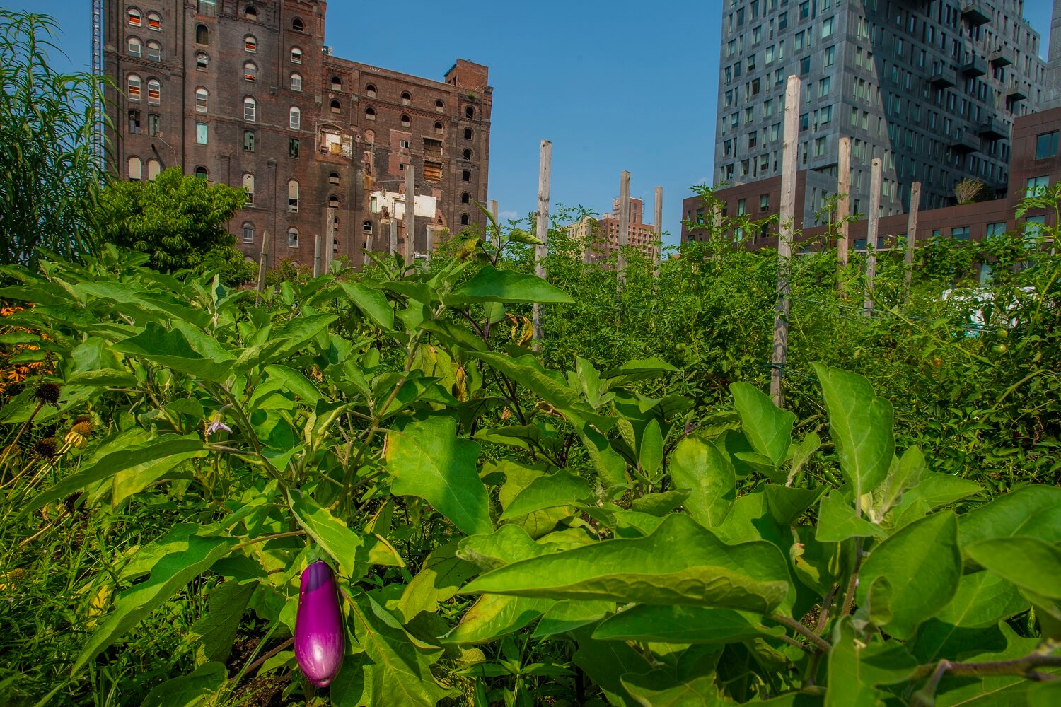 这张照片描绘了北布鲁克林的一个城市农场，背景是摩天大楼