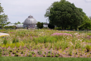 底特律的Oudolf花园，一个顶部有圆顶的野生景观