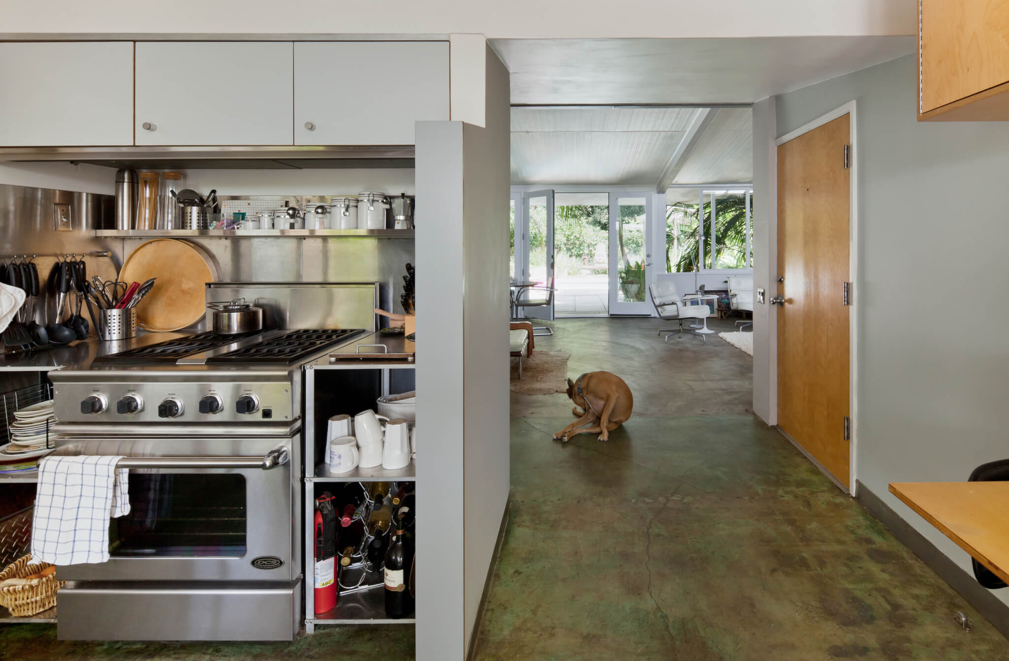 现代主义厨房的内部，地板上有一只狗