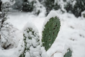 在德克萨斯州冬季覆盖仙人掌的雪