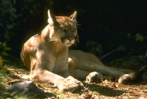 一只美洲狮，善良的伍德赛德，加州声称是一个家