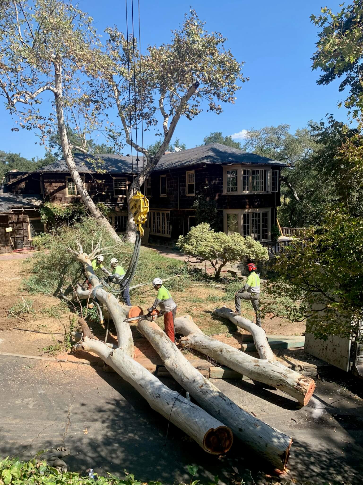 加利福尼亚州帕萨迪纳市，一名工匠家旁边的树木被移除