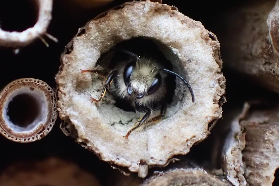 洞里的蜜蜂
