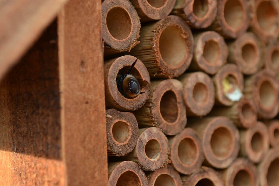 一只蜜蜂爬进了砖管