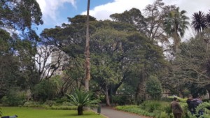 南非公园里的树