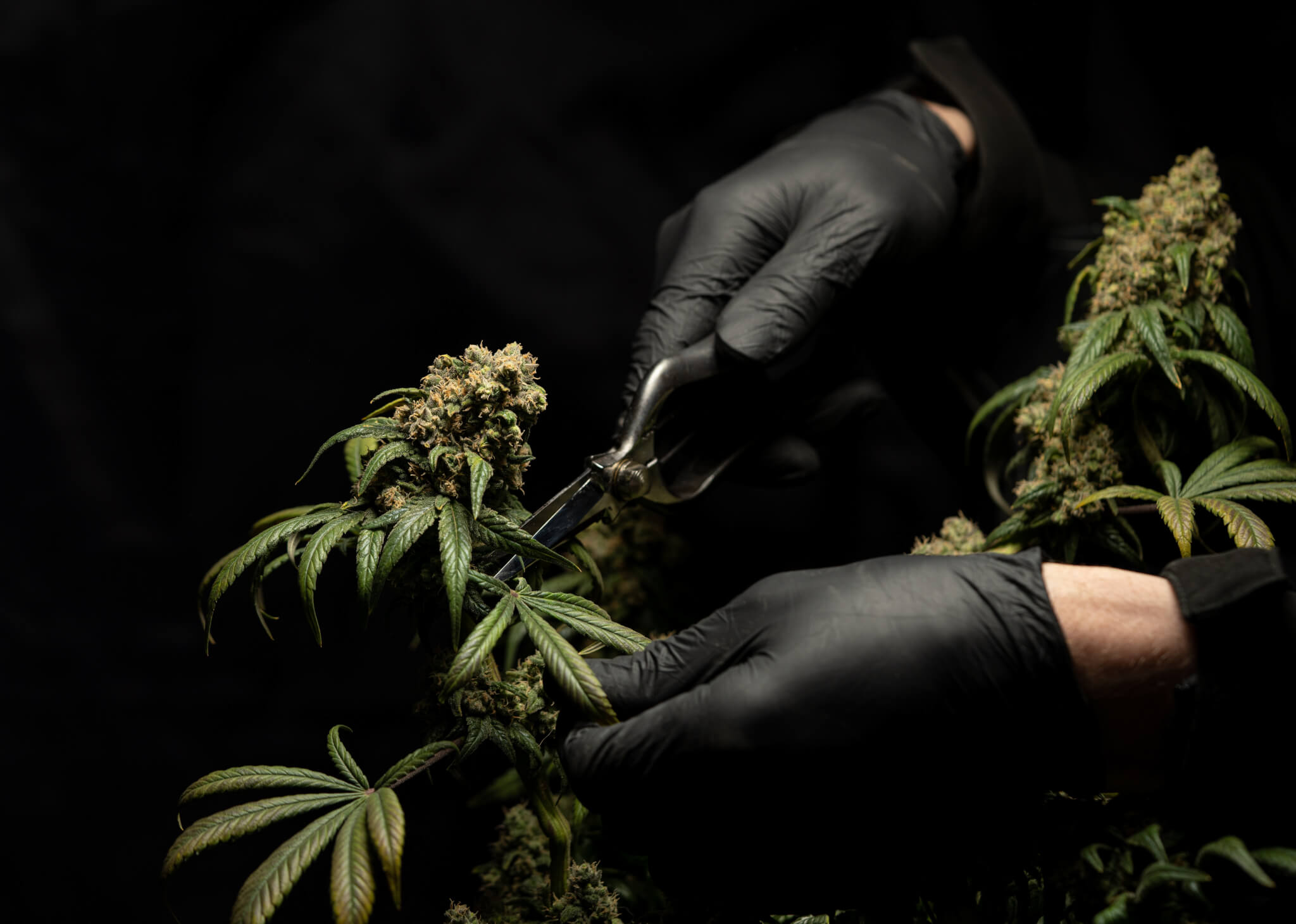 黑色手套切割大麻植物