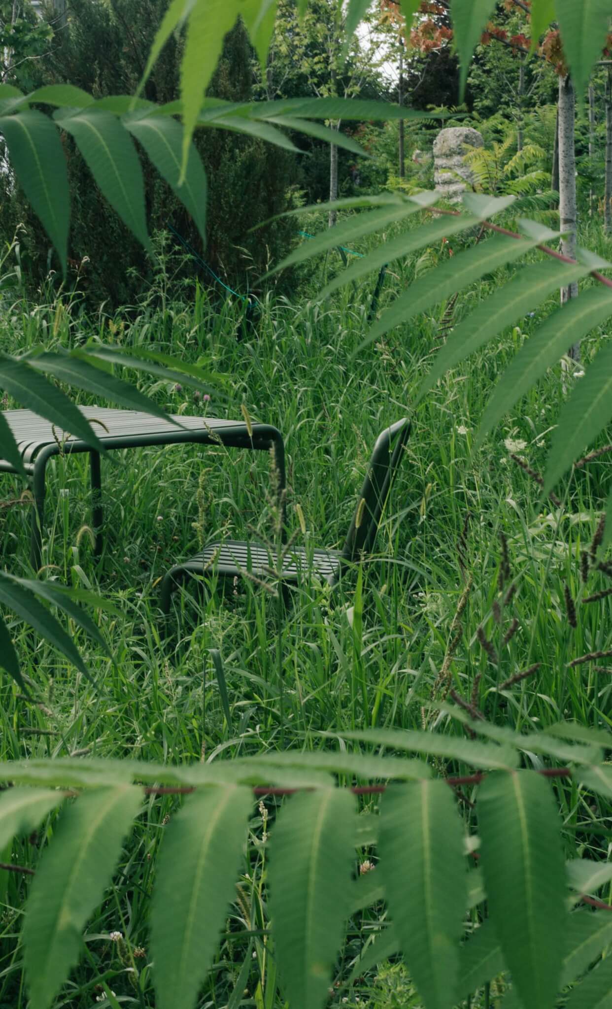 带植物的椅子